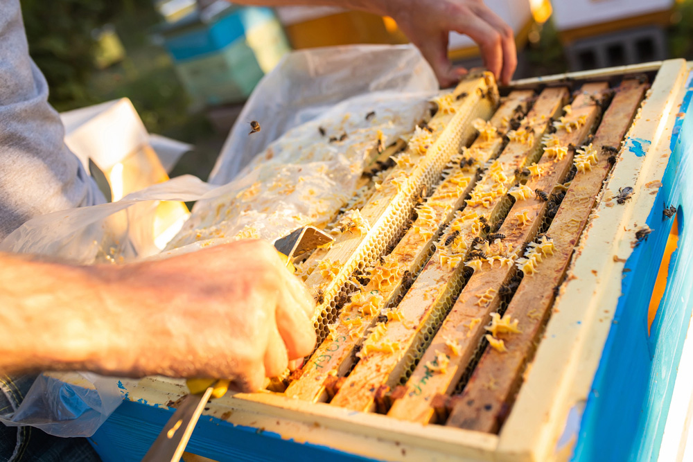 Obrázek Nutrizione primaverile delle api: La chiave per un raccolto di miele di successo