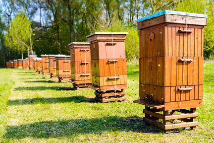 Obrázek Discussione sulla problematica delle arnie utilizzate