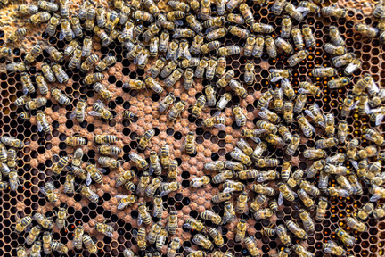 Obrázek Gli apicoltori affrontano una sfida: peste europea