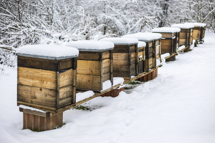 Obrázek Calendario – dicembre 24