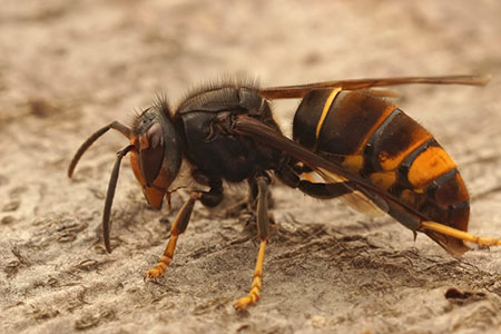Obrázek Calabrone asiatico: Minaccia invasiva per l'apicoltura