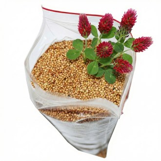 Trifoglio incarnato - 0,5 kg