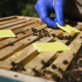 Strisce THYMOVAR 2 x 5 pezzi