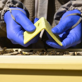 Strisce THYMOVAR 2 x 5 pezzi